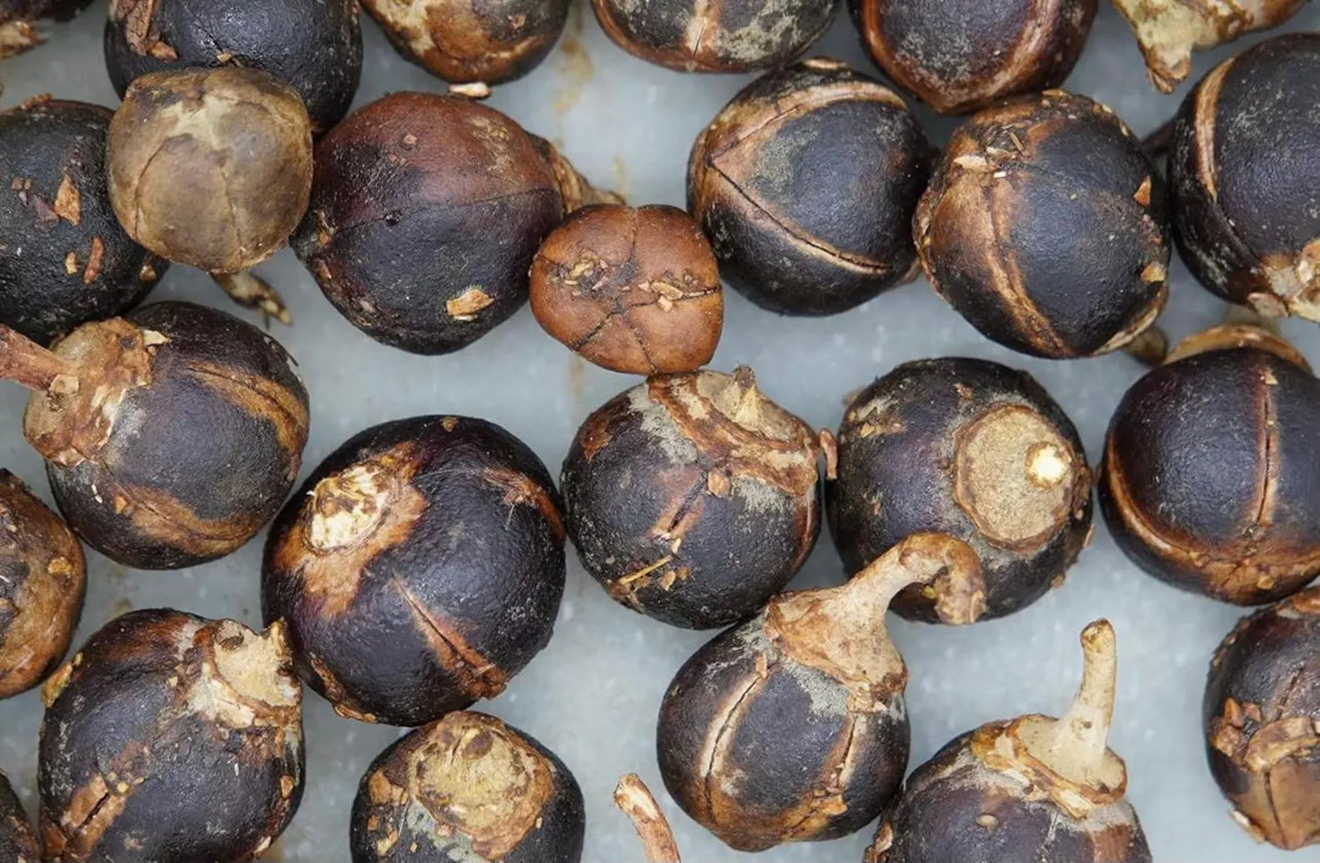 GORONTULA ATASSA : 100% FOYER ÉPANOUI